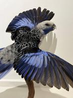 Rosella Taxidermie volledige montage - Rosella - with closed, Verzamelen, Dierenverzamelingen, Nieuw