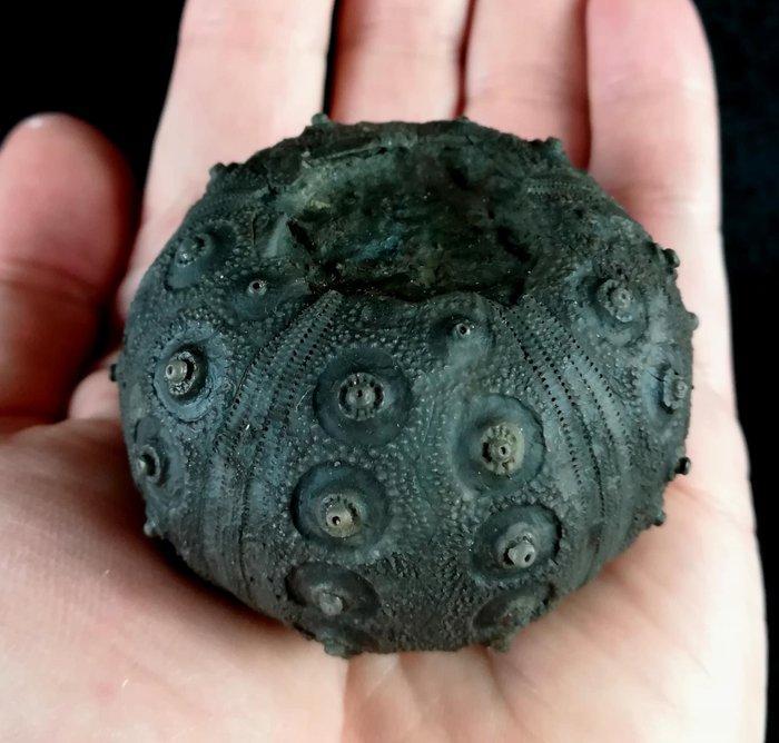 Indrukwekkende zee-egel!!! - Uitzonderlijke grootte, 57, Verzamelen, Mineralen en Fossielen