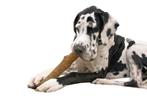 PETSTAGES DOGWOOD DURABLE STICK LARGE 20 CM (Honden), Dieren en Toebehoren, Verzenden, Nieuw