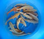 Hirasawa Marusei 28-35cm (Japanse Koi), Dieren en Toebehoren, Vissen | Vijvervissen, Karper of Koi