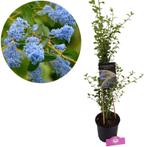 Amerikaanse Sering Spring Party, Tuin en Terras, Planten | Tuinplanten, Verzenden