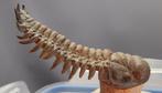 Trilobiet - Fossiel skelet - Crotalocephalus gibbus - 11 cm, Verzamelen, Mineralen en Fossielen