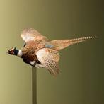 Fazant Vliegend Taxidermie Opgezette Dieren By Max, Verzamelen, Ophalen of Verzenden, Nieuw, Vogel, Opgezet dier