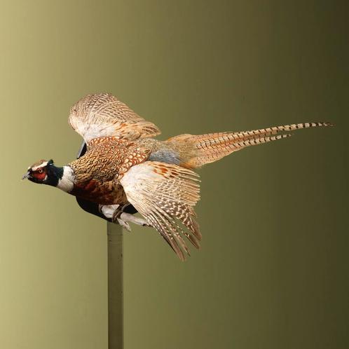 Fazant Vliegend Taxidermie Opgezette Dieren By Max, Verzamelen, Dierenverzamelingen, Opgezet dier, Nieuw, Vogel, Ophalen of Verzenden
