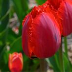 20x Tulpenbollen Masterpeace – Rode Tulp met Kartelrand, Verzenden