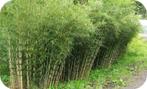 Bamboe Fargesia robusta Campbell € 11,- pst., woekert niet