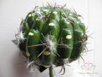 SMALL BALL CACTUS GREEN Zijde- Latex Cactus, Ophalen of Verzenden, Nieuw