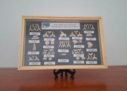 Reuzenhaai, Enchodus, Mosasaurus, Kraai, Globidens en nog, Verzamelen, Mineralen en Fossielen