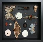 Vlinder Taxidermie volledige montage - Cyclommatus