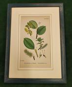 Wanddecoratie (9) - Victoriaans - Verenigd Koninkrijk -