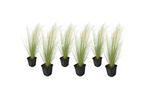 Stipa ponytail grassen - set van 6, Huis en Inrichting, Kamerplanten, Verzenden