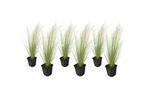 Stipa ponytail grassen - set van 6, Verzenden