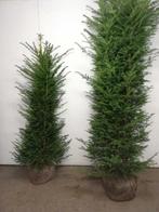 Taxus Baccata Gratis verzending! AANBIEDINGINGEN!, Tuin en Terras, Planten | Bomen, Ophalen, Bloeit niet, Halfschaduw, Overige soorten