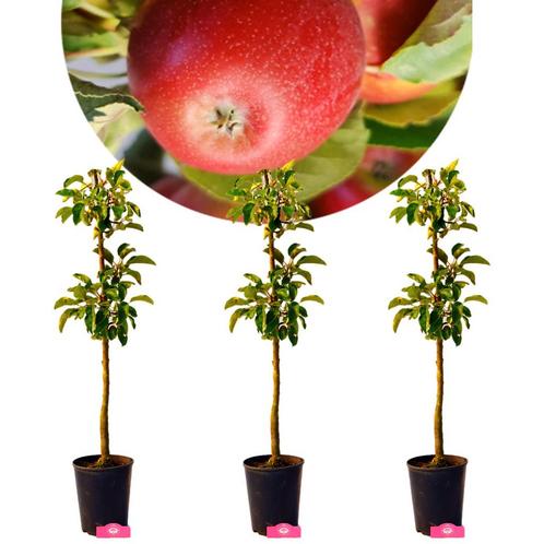Zuilappelbomen Malus domestica Boet + Pot 15cm, Tuin en Terras, Planten | Fruitbomen, Volle zon, Verzenden