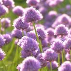 Allium carolinianum 15 stuks, Verzenden