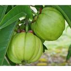 Garcinia Cambogia (60% HCA) - 100 Capsules, Verzenden, Nieuw, Poeder of Drank
