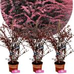 set van 3 Berberis thunbergii Rose Glow + Pot, Verzenden