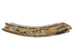 Wolharige Mammoet Slagtand - Gefossiliseerde slagtand -, Verzamelen