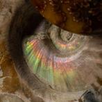 Ammonieten op matrix - Gefossiliseerde schelp - Ammoniti, Verzamelen, Mineralen en Fossielen