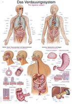 Anatomie poster spijsvertering (Duits/Engels/Latijn, pap..., Nieuw
