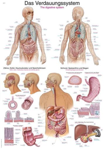 Anatomie poster spijsvertering (Duits/Engels/Latijn, pap... beschikbaar voor biedingen