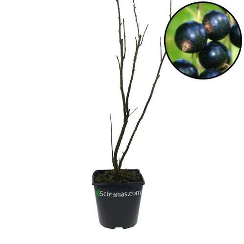 Zwarte Aalbes Tiben, Tuin en Terras, Planten | Fruitbomen, Volle zon, Verzenden