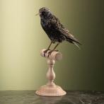 Spreeuw Taxidermie Opgezette Dieren By Max, Ophalen of Verzenden, Nieuw, Vogel, Opgezet dier