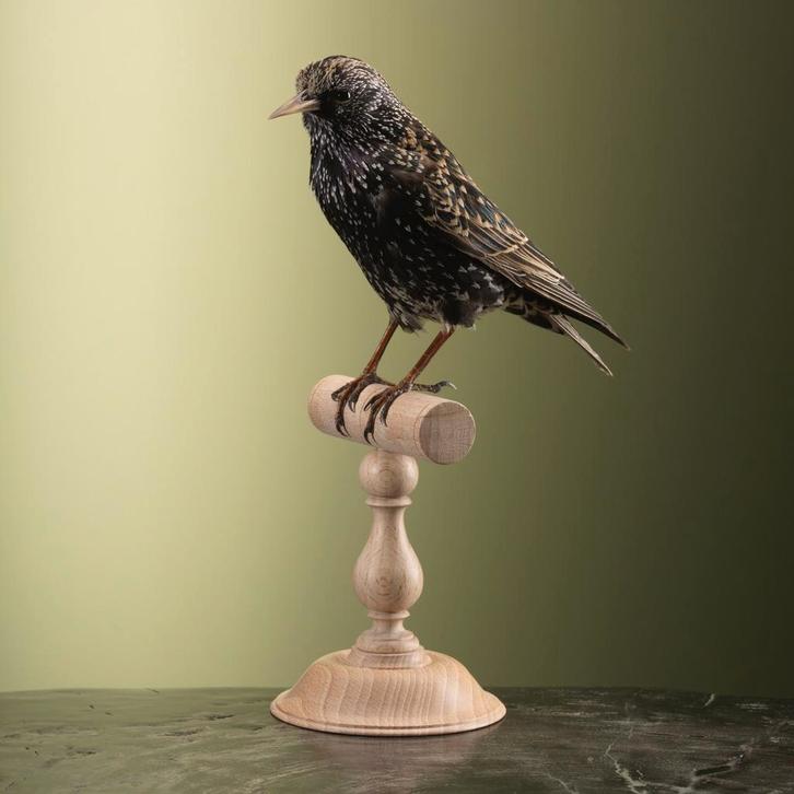 Spreeuw Taxidermie Opgezette Dieren By Max, Verzamelen, Dierenverzamelingen, Opgezet dier, Nieuw, Vogel, Ophalen of Verzenden