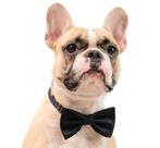 Honden strikje in diverse kleuren en 2 maten, Verzenden, Nieuw