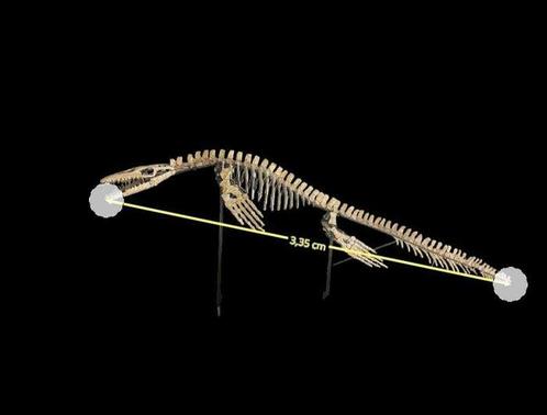 Mosasaurus - Fossiel skelet - Platecarpus - 3.3 m, Verzamelen, Mineralen en Fossielen