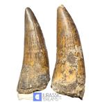 Set van 2 grote Suchomimus tenerensis spinosauride