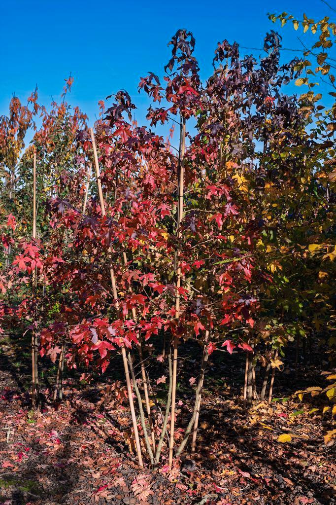 Amberboom - De Liquidambar Styraciflua, Tuin en Terras, Planten | Bomen, Overige soorten, Halfschaduw, 400 cm of meer, Lente, Ophalen