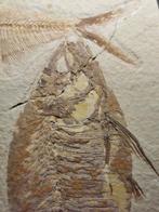 Vis - Gefossiliseerd dier - Xiphactinus and Diplomystus, Verzamelen, Mineralen en Fossielen