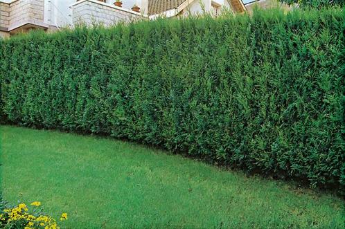 Reuzenlevensboom Thuja occidentalis Atrovirens Haag 150-175, Tuin en Terras, Planten | Struiken en Hagen