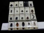 Verzameling van insecten in Harsblokken (20) -