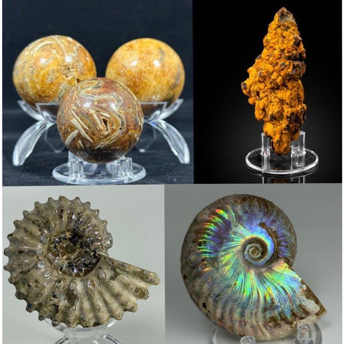Prachtige fossielen-set! Topkwaliteit - Voor verzamelaars! -, Verzamelen, Mineralen en Fossielen