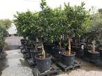 Speciale aanbieding: Partij Citrusbomen en partij olijfbomen, Tuin en Terras, Planten | Bomen, Ophalen, In pot