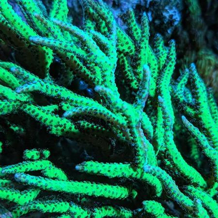 Seriatopora hystrix Geel / Groen Frag (Ong. 3 cm), Dieren en Toebehoren, Vissen | Aquaria en Toebehoren, Ophalen of Verzenden