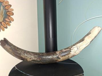 Wolharige mammoet - Gefossiliseerde slagtand - 104 cm - 20 beschikbaar voor biedingen