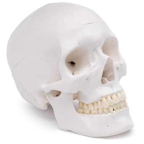 Anatomie model schedel (3-delig), Sport en Fitness, Overige Sport en Fitness, Verzenden