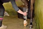 Horse Leg Cleaner 500 ml, Dieren en Toebehoren, Ophalen of Verzenden, Nieuw