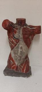 sculptuur, Lo scorticato - 55 cm - Gips
