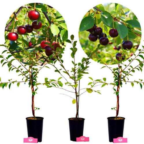Set van 3 kersenstruiken - 2x Porthos &amp; 1x Athos - 70cm -3L, Tuin en Terras, Planten | Fruitbomen, Minder dan 100 cm, Kersenboom