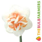 The Bulb Farmers - 40 x Narcis Sweet Paradise - wit met ro, Verzenden, Najaar, Volle zon, Bloembol