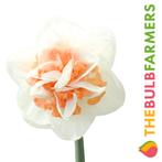 The Bulb Farmers - 40 x Narcis Sweet Paradise - wit met ro, Tuin en Terras, Bloembollen en Zaden, Verzenden, Najaar, Volle zon