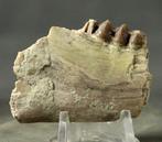 Fijnste en zeer gedetailleerde fossiele kaak met tanden. -, Verzamelen, Mineralen en Fossielen