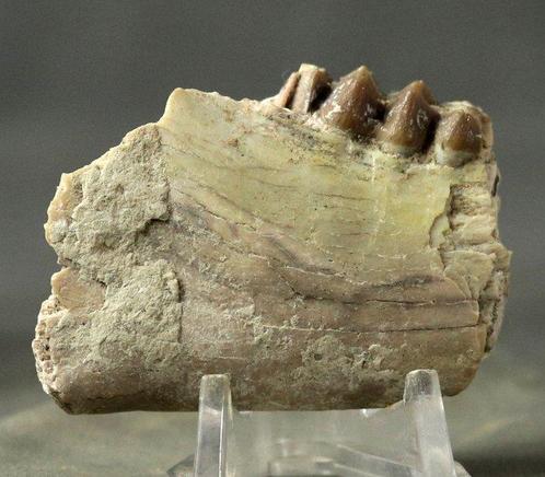 Fijnste en zeer gedetailleerde fossiele kaak met tanden. -, Verzamelen, Mineralen en Fossielen
