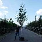 Berkenboom | met witte stam | Himalayaberk, Tuin en Terras, Planten | Bomen