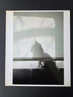 Rich Isawaki - Le Chat