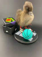 Eend Taxidermie volledige montage - Anas Platyrhynchos - 130